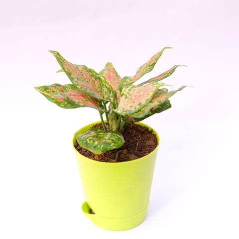 Aglaonema Pink in 4 Inch Green Florence Self Watering Pot