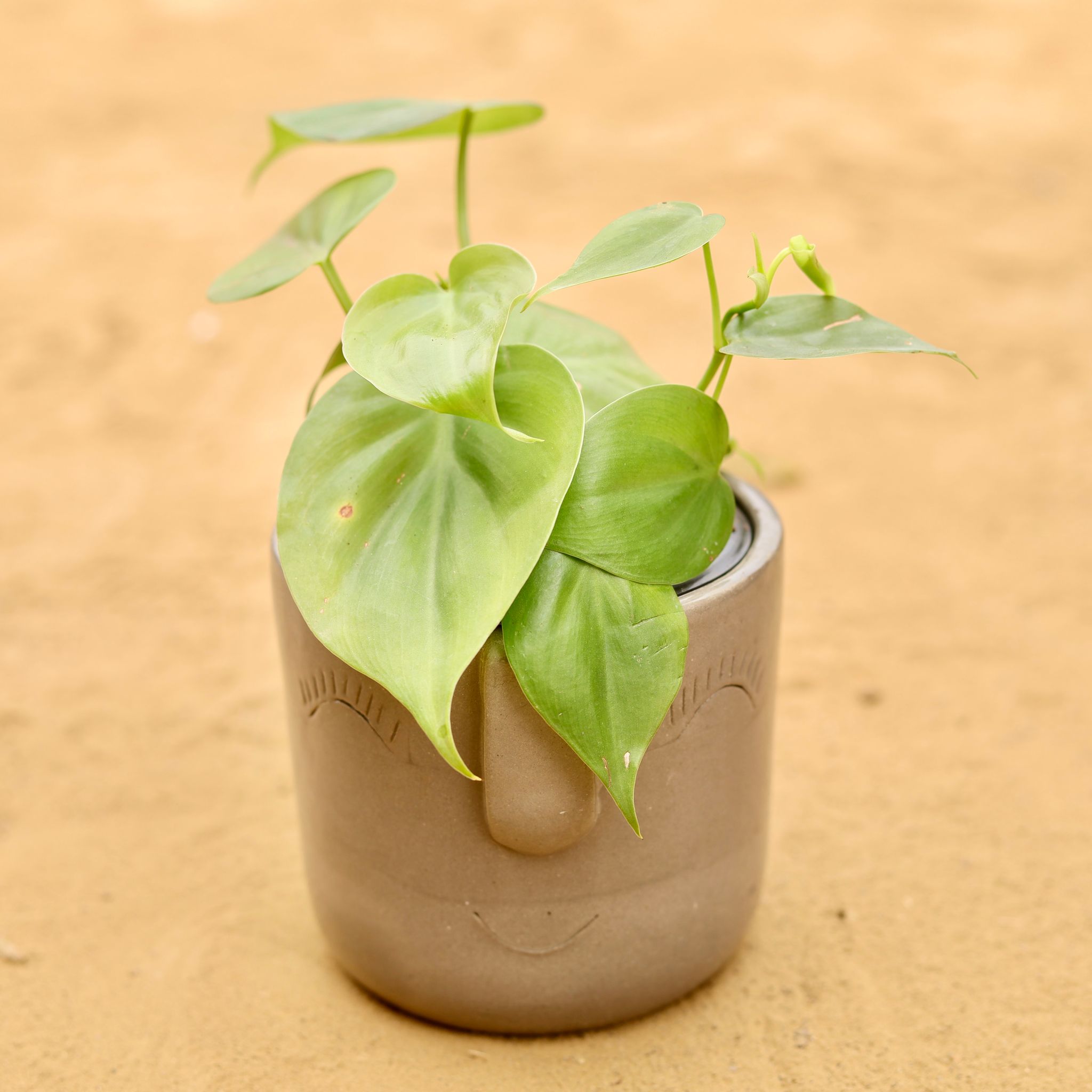 Oxycardium Green in 3.5 Inch Grey 3D Cute Face Textured Ceramic Pot - Minimalist Glossy Succulent Pot, Indoor Flower Pot for Home and Office Decor
