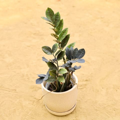 Zz Black in 08 X 08 Inch Sandstone Premium Convessa Fiberglass Planter - Durable Large Size Decoratiive Fiber Pot For Indoor Outdoor Plants With 5 Year Warranty