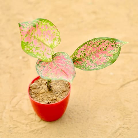 Aglaonema Pink in 4 Inch Live Fresh Plant Red Premium Orchid Round Plastic Pot in Sector 16