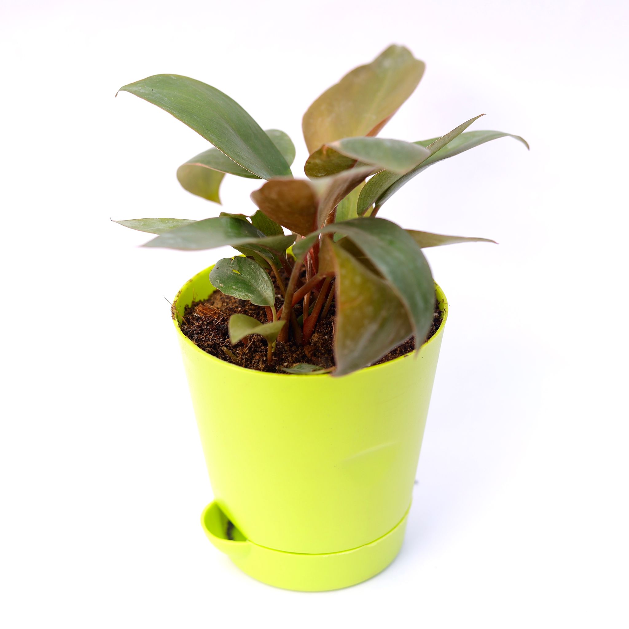 Philodendron Red in 4 Inch Green Florence Self Watering Pot