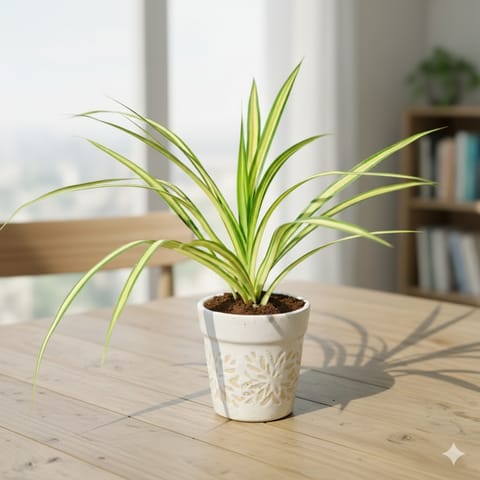 Pandanus / Screwpine in 6 Inch Classy White Cylindrical Designer Ceramic Pot (any design)