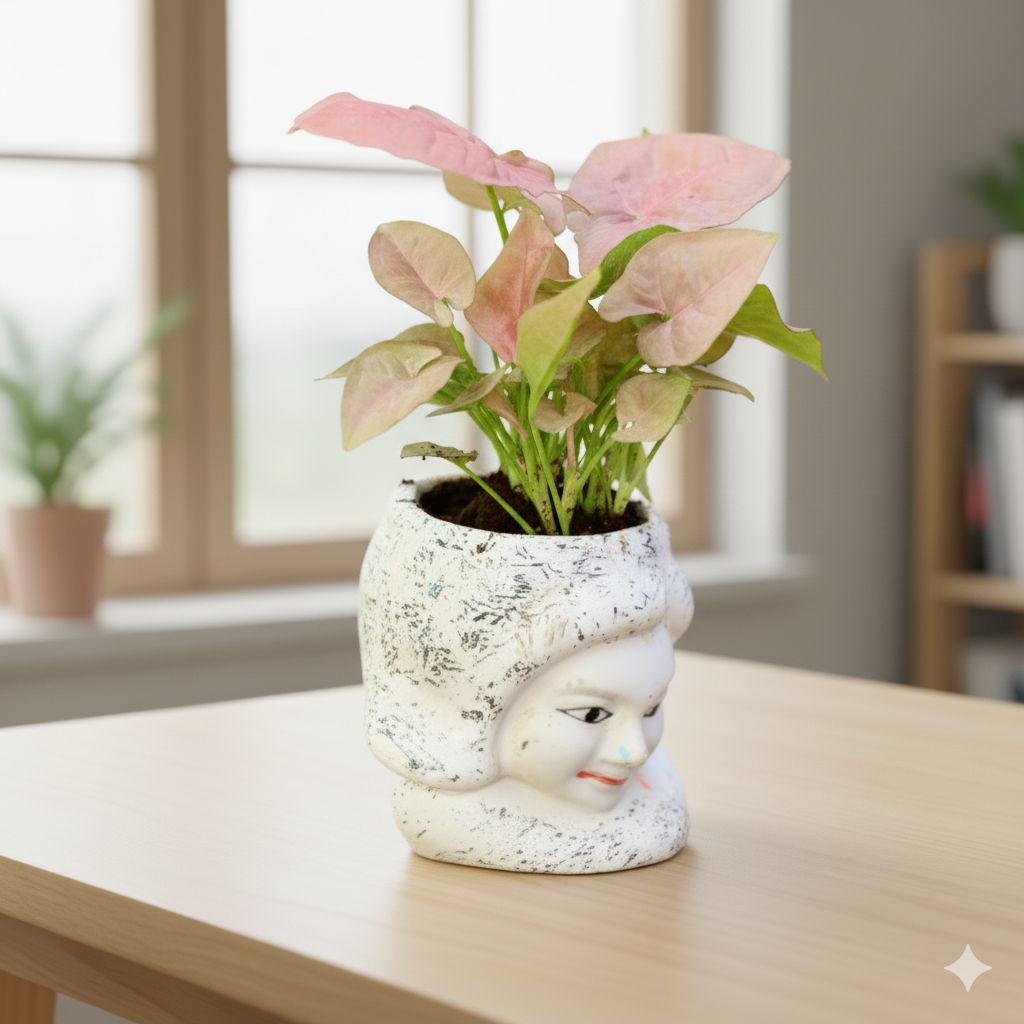 Syngonium Pink in 4 Inch Cute Girl face Designer Ceramic Pot (any colour)