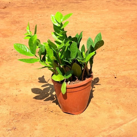 Zz Green in 6 Inch Nursery Pot