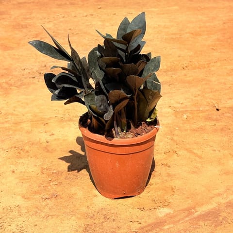 Zz Black in 6 Inch Nursery Pot