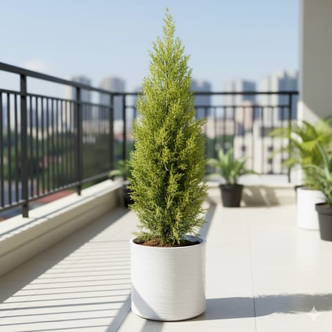 Golden Cypress in 11 X 11 Inch White Premium Dochieo Fiberglass Planter- Durable large size decorative fiber pot for indoor outdoor plants with 5 year warranty