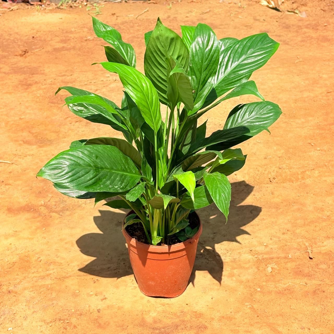 Peace Lily in 6 Inch Nursery Pot