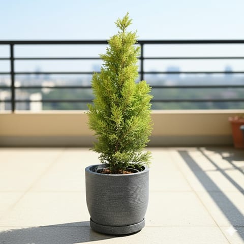 Golden Cypress in 12 X 12 Inch Sandstone Premium Orbis Fiberglass Planter with tray- Durable large size decorative fiber pot for indoor outdoor plants with 5 year warranty