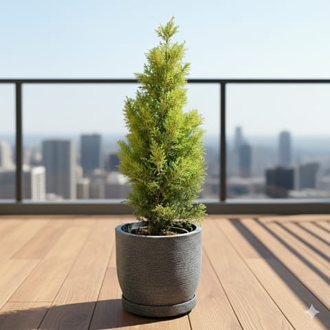 Golden Cypress in 12 X 12 Inch Sandstone Premium Orbis Fiberglass Planter with tray- Durable large size decorative fiber pot for indoor outdoor plants with 5 year warranty