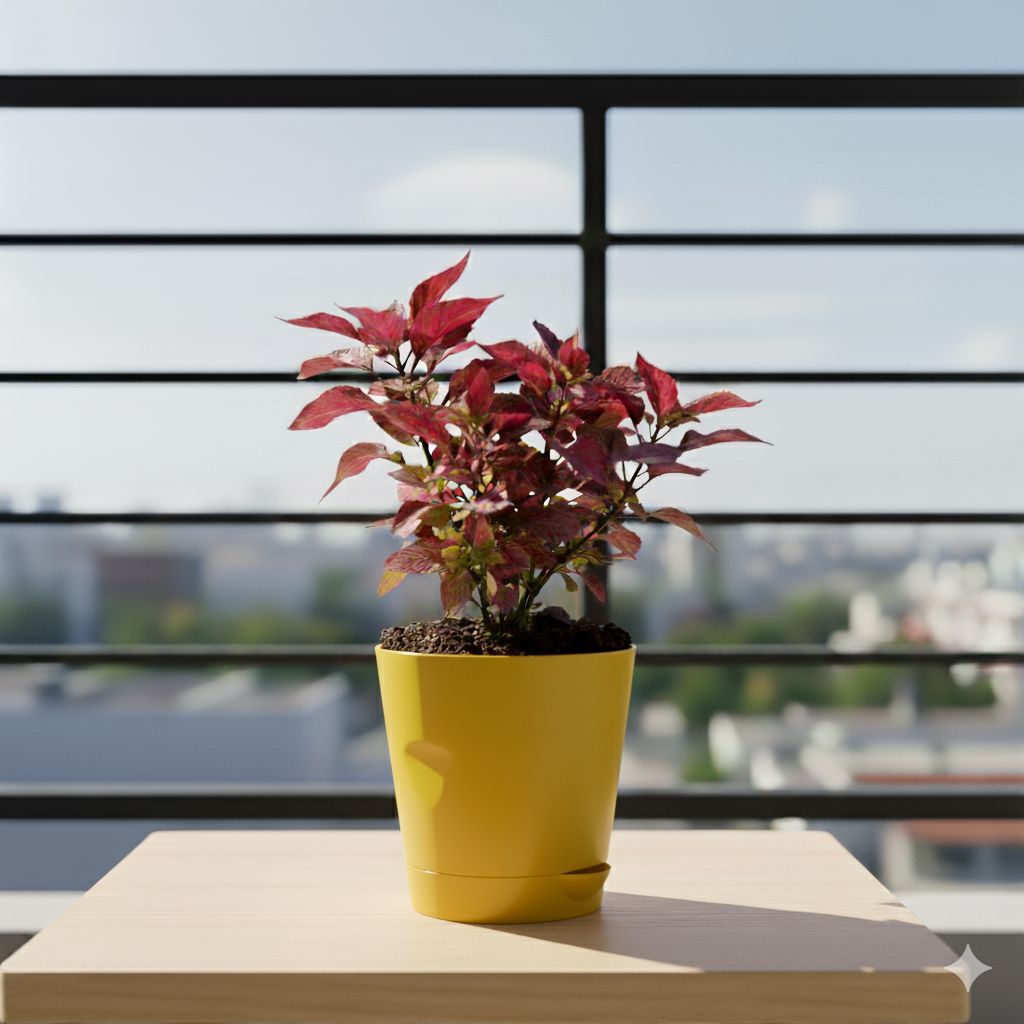 Alternanthera Red in 4 Inch Yellow Florence Self Watering Pot