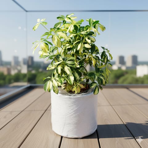 Schefflera Variegated in 11 X 11 Inch White Premium Dochieo Fiberglass Planter- Durable large size decorative fiber pot for indoor outdoor plants with 5 year warranty