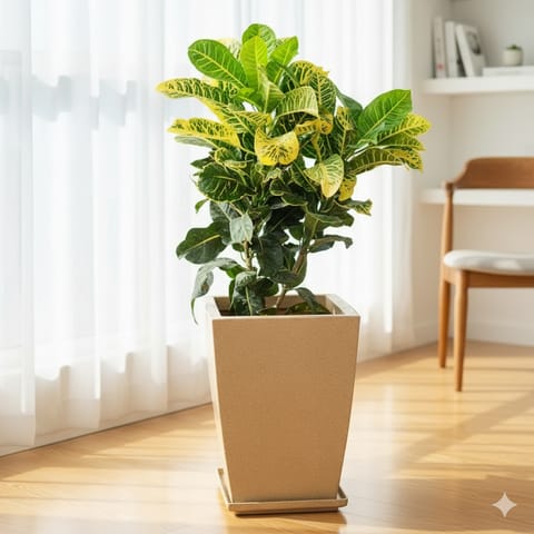 Croton Petra Green in 12 X 10 Inch Sandstone Premium Blaze Fiberglass Planter with tray- Durable large size decorative fiber pot for indoor outdoor plants with 5 year warranty