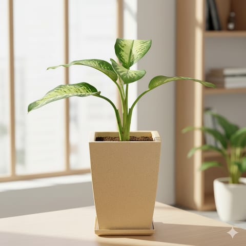 Dieffenbachia in 12 X 10 Inch Sandstone Premium Blaze Fiberglass Planter with tray- Durable large size decorative fiber pot for indoor outdoor plants with 5 year warranty