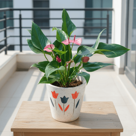 Anthurium (Any Colour) in 7 Inch White Balti Designer Ceramic Pot (Any Design)