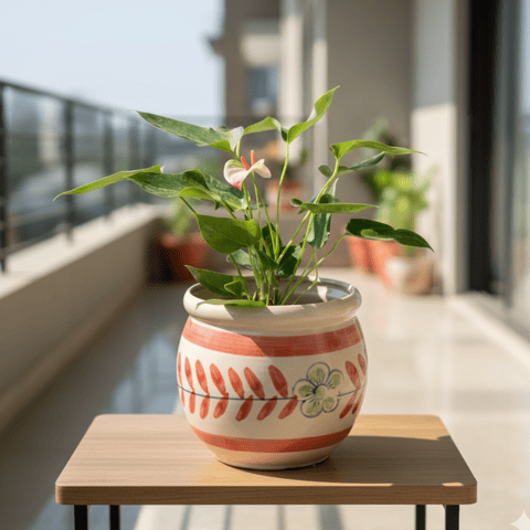 Anthurium (Any Colour) in 7 Inch Premium Round Ceramic Pot (Any Colour)