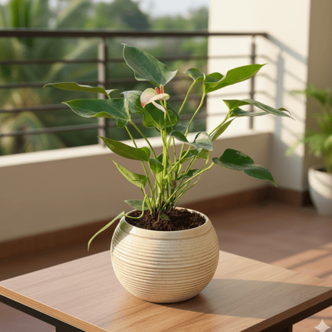Anthurium (Any Colour) in 6 Inch Stylish Round Ceramic Pot (Any Colour)
