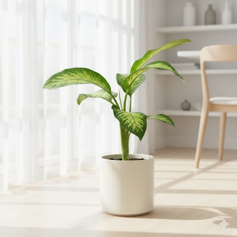 Dieffenbachia in 11 X 11 Inch White Premium Dochieo Fiberglass Planter- Durable large size decorative fiber pot for indoor outdoor plants with 5 year warranty