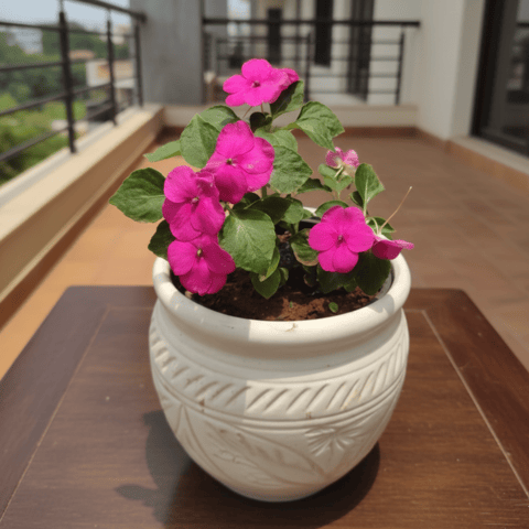 Impatient Balsimina Red in 8 Inch Classy White Matki Ceramic Pot