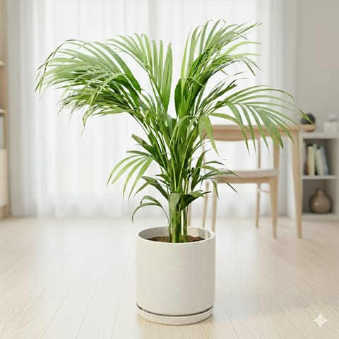 Areca Palm (~ 3 ft) in 11 X 11 Inch White Premium Dochieo Fiberglass Planter- Durable large size decorative fiber pot for indoor outdoor plants with 5 year warranty