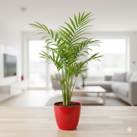 Chameadorea Palm in 4 Inch Red Premium Orchid Round Plastic Pot