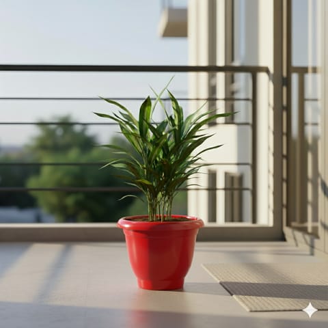 Dracaena Green in 8 Inch Classy Red Plastic Pot