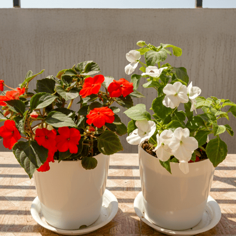 Set of 2 - Impatient Balsamina (Red & White) in 4 Inch White Sphere Premium Pot With Tray