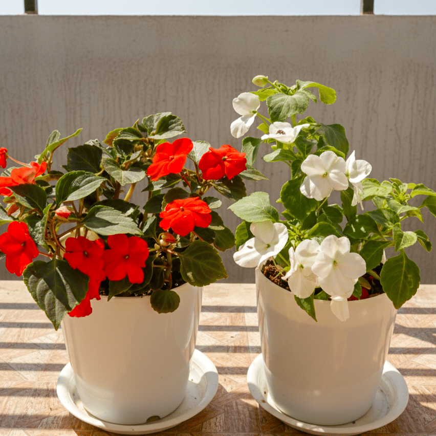Set of 2 - Impatient Balsamina (Red & White) in 4 Inch White Sphere Premium Pot With Tray