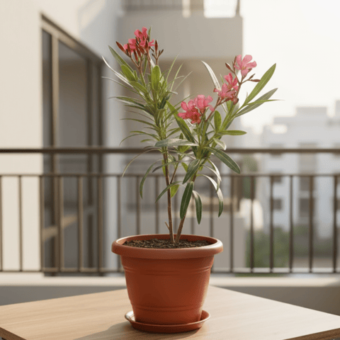 Kaner / Oleander Pink in 7 Inch Classy Red Plastic Pot with Tray