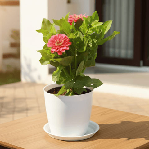 Zinnia Pink in 5 Inch White Premium Sphere Plastic Pot With Tray