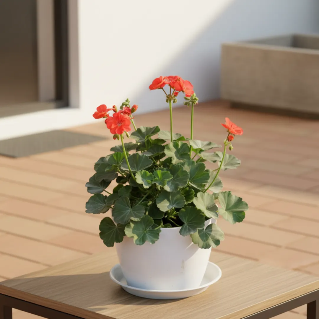 Geranium (Any Colour) in 7 Inch White Premium Sphere Plastic Pot with Tray