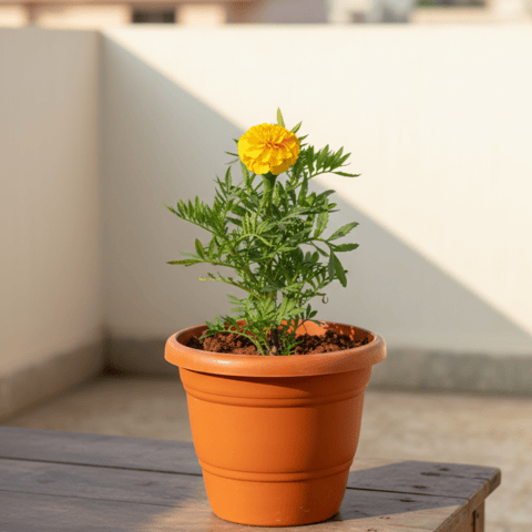 Marigold / Genda French Yellow in 7 Inch Live Plant Classy Red Plastic Pot