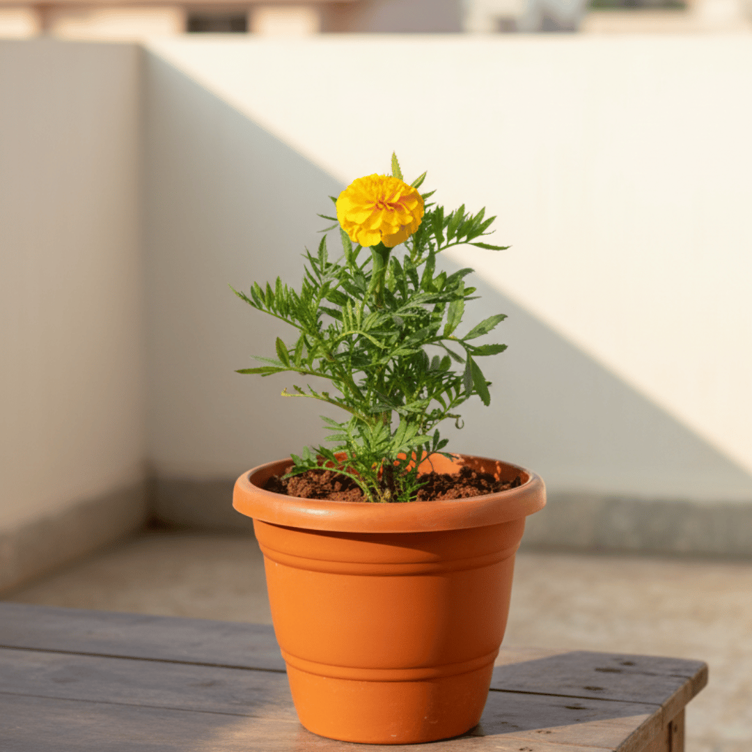 Marigold / Genda French Yellow in 7 Inch Classy Red Plastic Pot