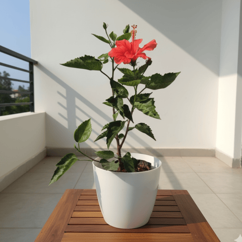 Hibiscus / Gudhal (Any Colour) in 7 Inch Elegant White Plastic Pot