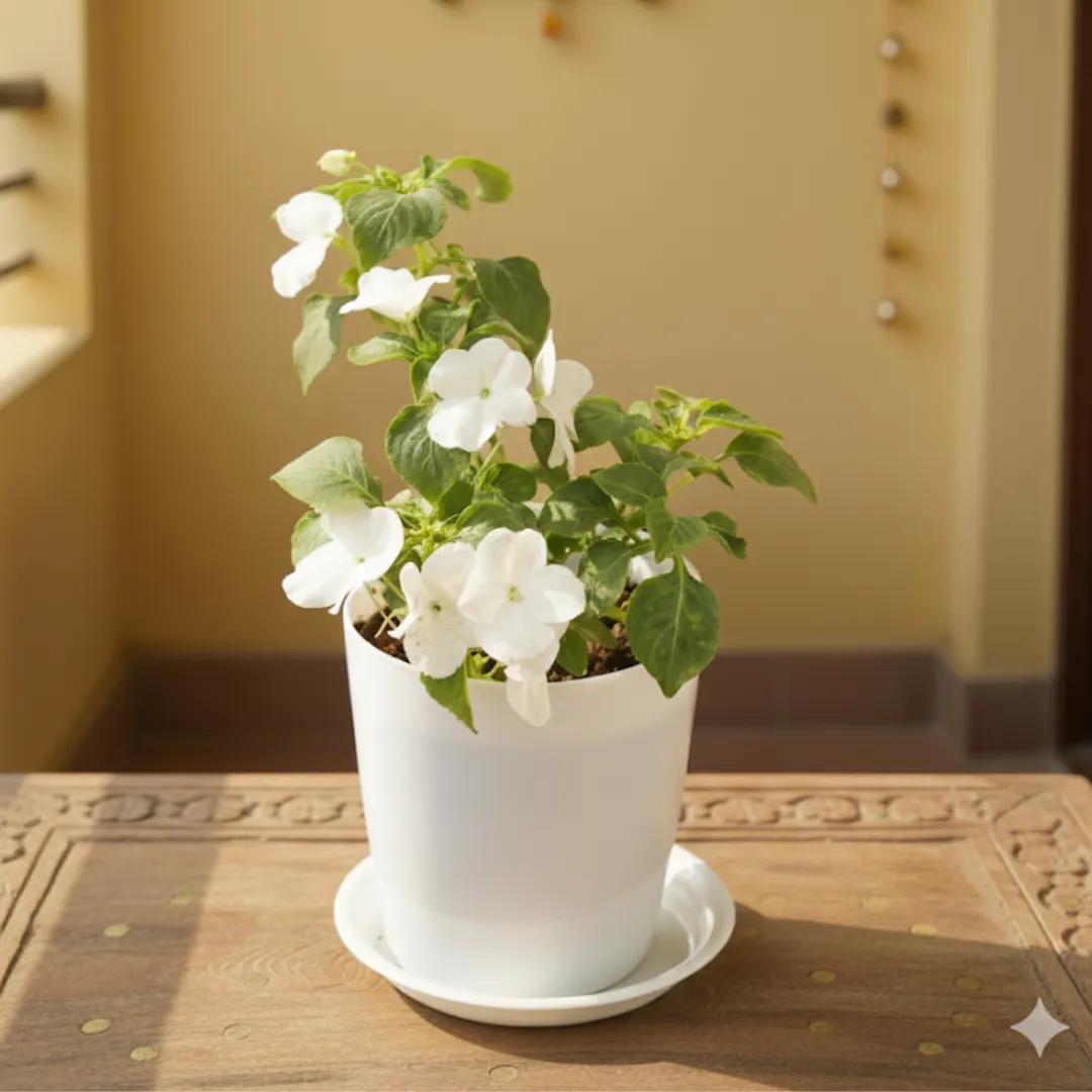 Impatient Balsamina White in 4 Inch White Premium Sphere Plastic Pot With Tray