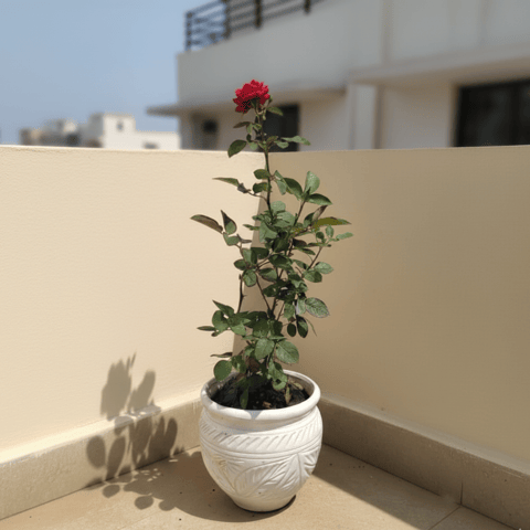 Rose Red in 8 Inch Classy White Matki Ceramic Pot
