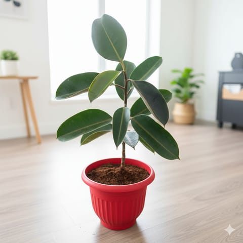 Rubber Black in 8 Inch Red Olive Plastic Pot
