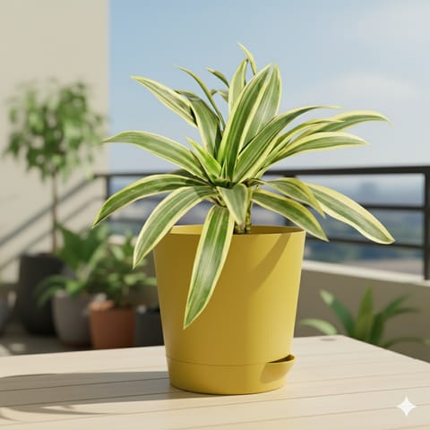 Song of India in 4 Inch Yellow Florence Self Watering Pot