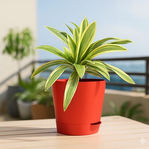 Song of India in 4 Inch Red Florence Self Watering Pot