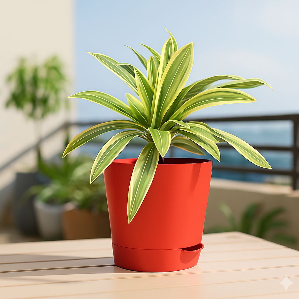 Song of India in 4 Inch Red Florence Self Watering Pot