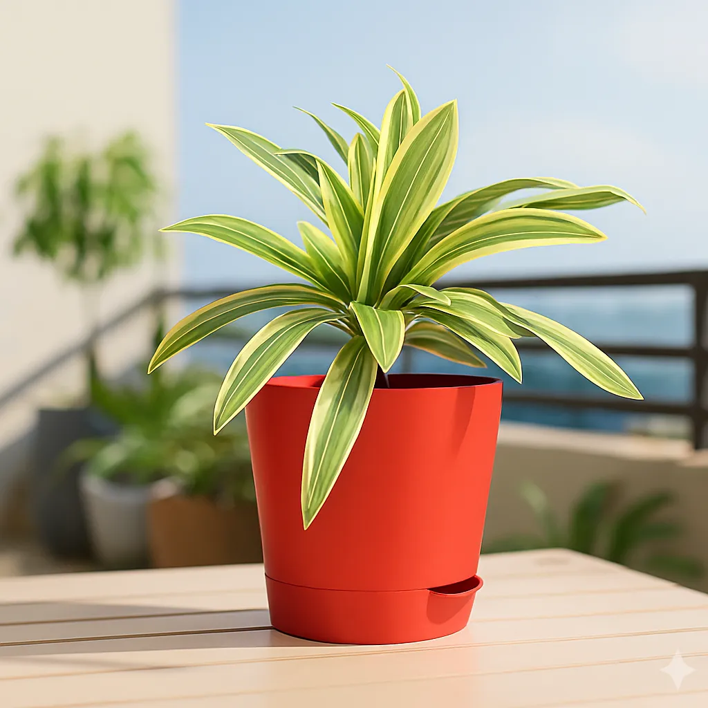 Song of India in 4 Inch Red Florence Self Watering Pot