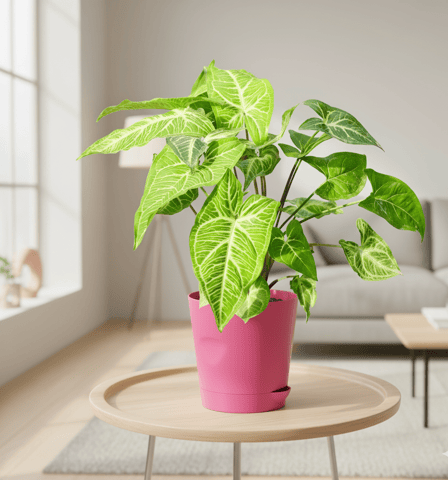 Syngonium Green in 4 Inch Pink Florence Self Watering Pot