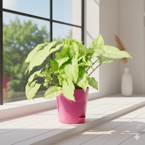 Syngonium White in 4 Inch Pink Florence Self Watering Pot