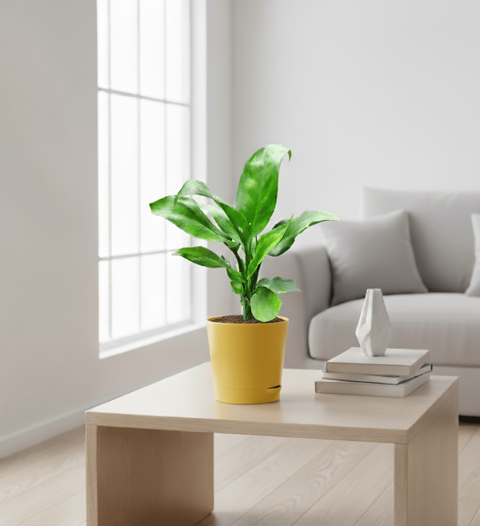 Peace Lily in 4 Inch Yellow Florence Self Watering Pot