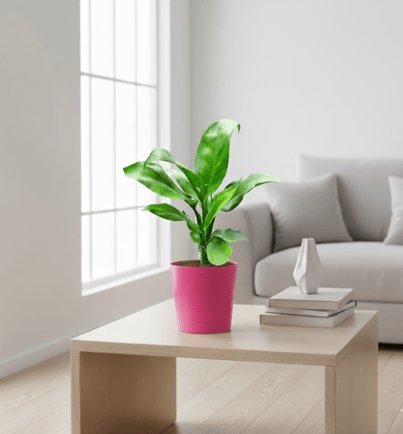 Peace Lily in 4 Inch Pink Florence Self Watering Pot