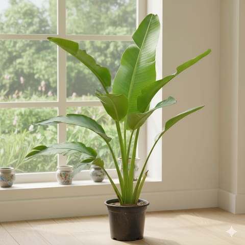 Traveller Palm in 8 Inch Nursery Pot