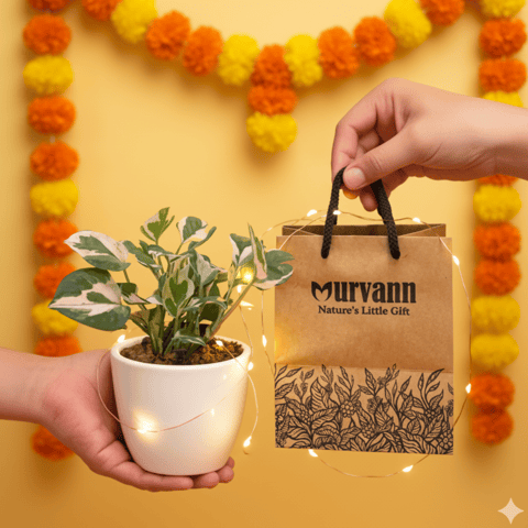 Ready to Gift -  Money Plant N'Joy in 4 Inch Classy White Cup Ceramic Pot with Gift Bag