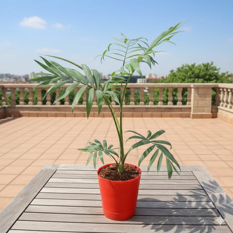 Chamaedorea Palm in 4 Inch Red Florence Self Watering Pot