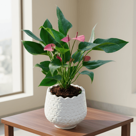 Anthurium (Any Colour) in 6 Inch White Flower Designer Ceramic Pot (Any Design)