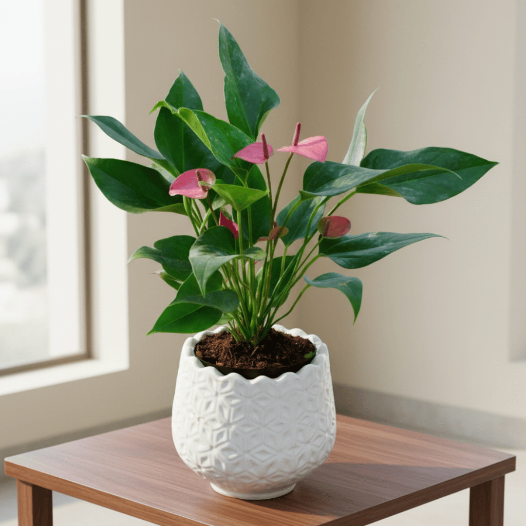 Anthurium (Any Colour) in 6 Inch White Flower Designer Ceramic Pot (Any Design)