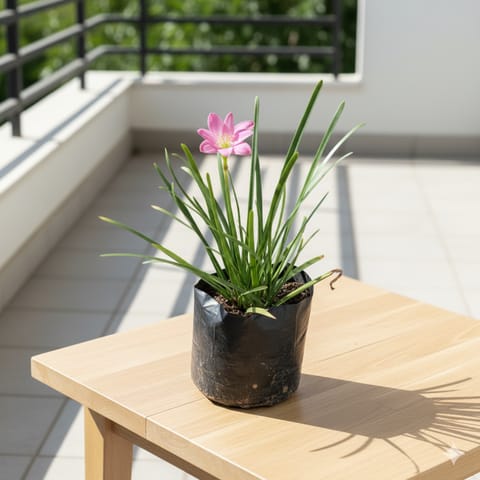 Pink Rain Lily in 4 Inch Nursery Bag
